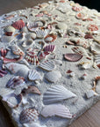 Terrazzo & Shells丨Granulated Concrete Wall Decorative Terrazzo