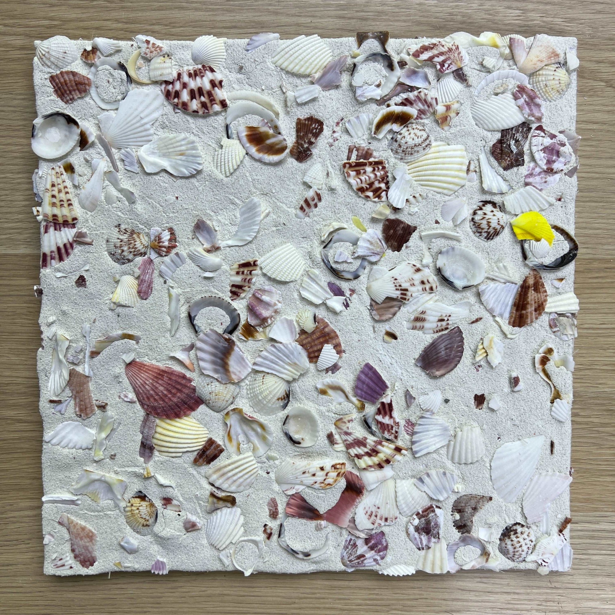 Terrazzo & Shells丨Granulated Concrete Wall Decorative Terrazzo